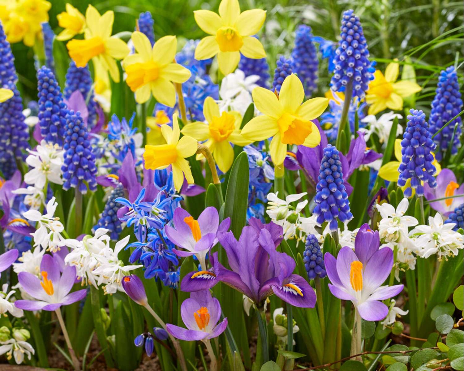 Løgblanding 'Spring Splash'